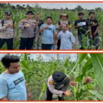 Kapolsek Tembilahan Aktif Cek Perkembangan Jagung, Wujud Dukungan Swasembada Pangan 1778604675-picsay