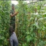 Babinsa Koramil 04/PP Bantu Warga Bersihkan Kebun Timun di Desa Sidomulyo 1779252650-picsay