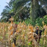 Wujud Dukungan Budidaya Pangan Nasional Polsek Pasirpenyu Aktif Memberikan Pendampingan Dengan Petani Jagung Pipil 1779691774-picsay