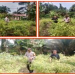 Polsek Pasirpenyu Berikan Pendampingan Dengan Petani Tanaman Cabe Rawit Sebagai Wujud Dukungan Swasembada Pangan Nasional 1779769168-picsay