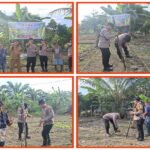 Kapolsek Tembilahan Tanam Jagung Kuartal Ke II Seluas 0.5 Ha di Lahan Pak Saleh, Dalam Rangka Mendukung Program Ketahanan Pangan Nasional Tahun 2026 1779780885-picsay