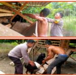 Dukung Program Ketahanan Pangan Nasional, Polsek Pasirpenyu Monitoring Perkembangan Budidaya Peternakan Kambing 1779941868-picsay