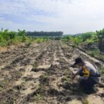 Wujud Dukungan Swasembada Pangan Polsek LBJ Aktif Cek Perkembangan Pertumbuhan Jagung Pipil di Desa Binaan IMG-20260519-WA0015
