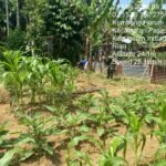 Babinsa Koramil 04/PP Bantu Warga Bersihkan Kebun Cabai di Kelurahan Kembang Harum IMG-20260521-WA0007