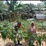 Babinsa Koramil 04/Pasir Penyu Bantu Warga Berkebun, Wujudkan Kemanunggalan TNI - Rakyat IMG-20260525-WA0020