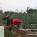 Wujud Kemanunggalan TNI-Rakyat, Babinsa Koramil 04/PP Bantu Petani di Sidomulyo Merapikan Tanaman dan Buat Batako 1780458347-picsay
