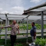 Polsek Pasirpenyu Sambanggi Petani Budidaya Tanaman Selada dan Sawi Pocay di Desa Batugajah dan Pasir Keranji 1780980975-picsay