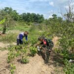 Bahu-Membahu Panen Cabe, Babinsa Koramil 04/Pasir Penyu Wujudkan Kemanunggalan TNI-Rakyat IMG-20260812-WA0010