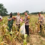 Panen Raya Jagung Pipil di PT Tunggal Perkasa Plantations, Dukung Ketahanan Pangan Nasional Tahun 2026 IMG-20260828-WA0024